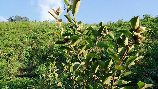 青峰村：种下油茶树 绿化又致富