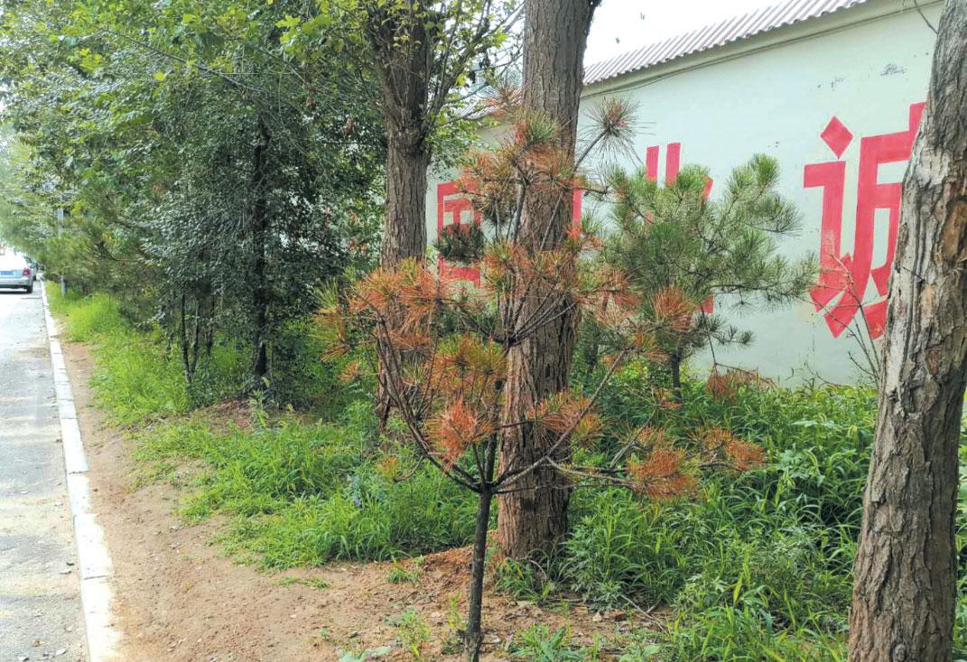 忻州：龙岗街绿化带部分树木干枯需补栽