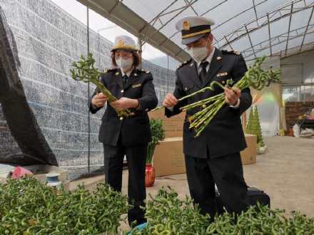 春来到，种苗长，荔湾海关助花卉苗木行业快速复苏