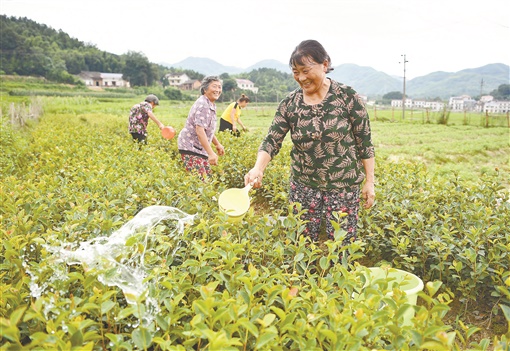 特色苗木助增收