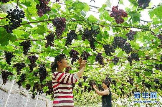 河北滦州：果蔬种植鼓起农民“钱袋子”