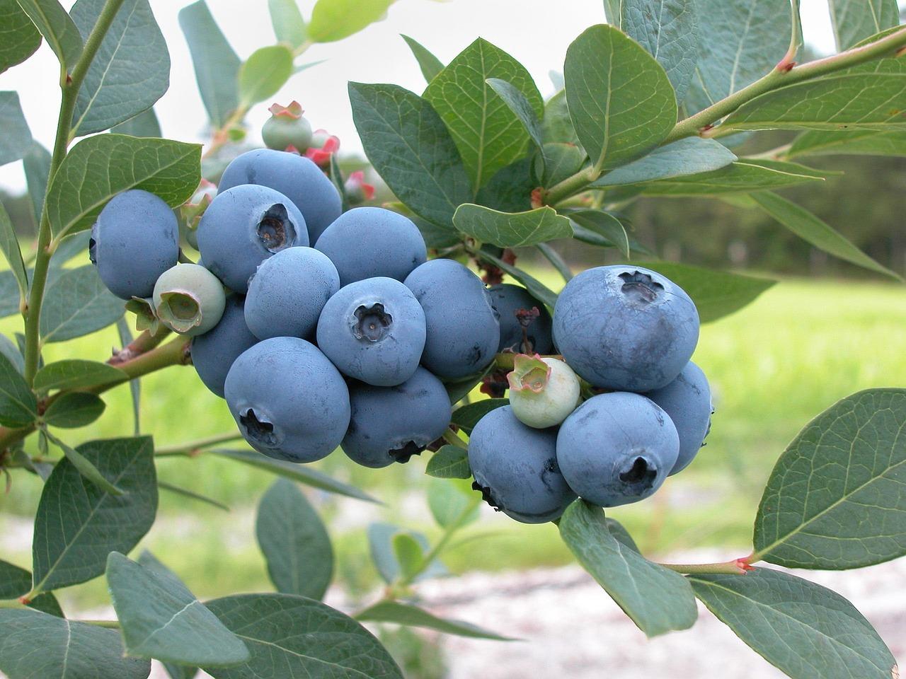 “小蓝莓”撬动林区转型“大文章”