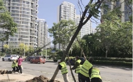 滨河景区1361株树木倒伏 临沂城管1天扶树1023株