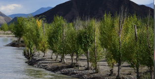 西藏日喀则市桑珠孜区加大造林绿化力度 成效明显
