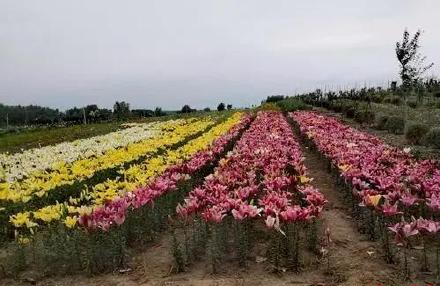 长春九台区 “清水”出芙蓉 “村”光无限美