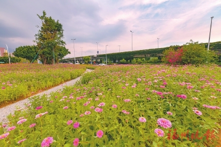 花海公园将进入修整期 赏花另有好去处：南二环出“彩” 南江滨藏“娇”