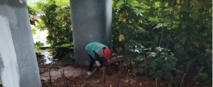  雨天不影响补栽，街边“绿景”是这样保持的