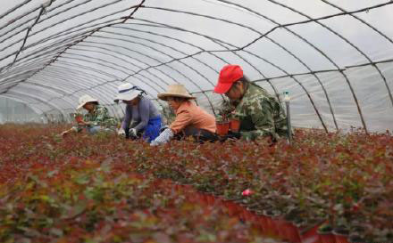 林果苗木花卉产业促农增收