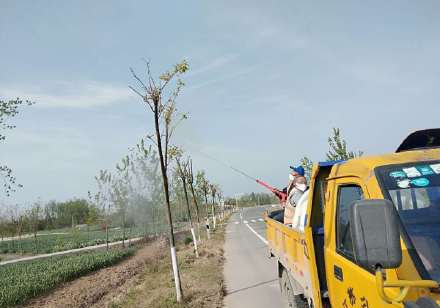 睢宁公路部门全面做好国省道绿化苗木病虫害防治工作。