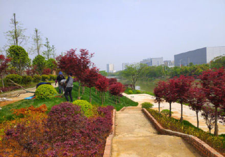 永州园林：经开区亲水河小游园春季补种红枫成景
