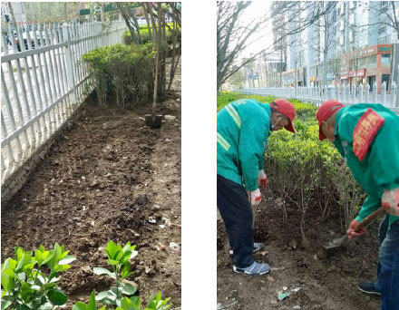 裕华区园林大队开展公园春季绿化补植补栽工作