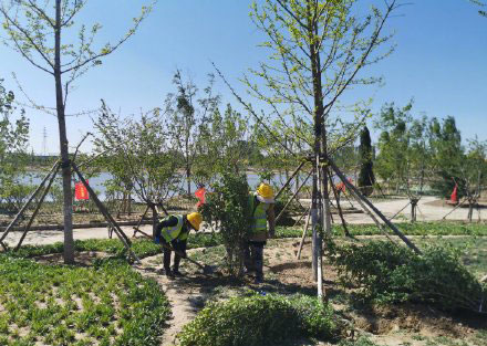 北京春季造林建设已植树115万株