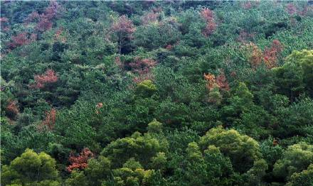 吉林哈泥国家级自然保护区管理局全面完成春季生态恢复造林任务