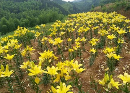 让乡村生活图景里有面包也有诗