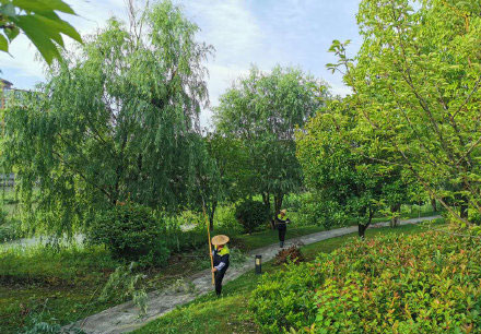做好夏季城市苗木绿化养护管理工作