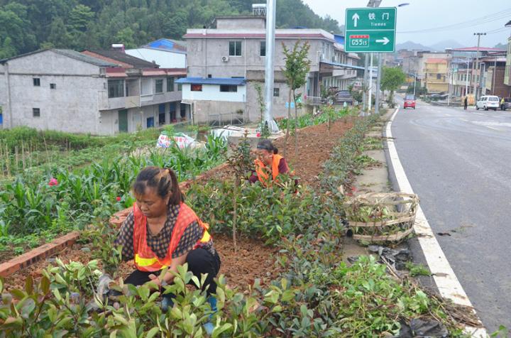 栽植绿化苗木 提升路域环境