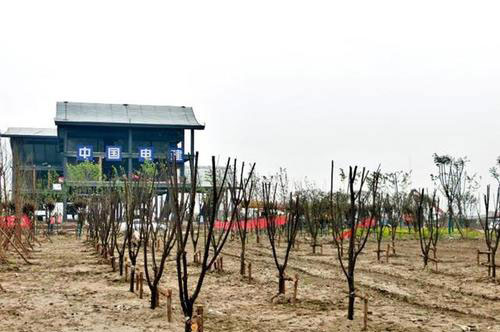 洪湖绿道复工提速，3000余棵苗木开始发芽