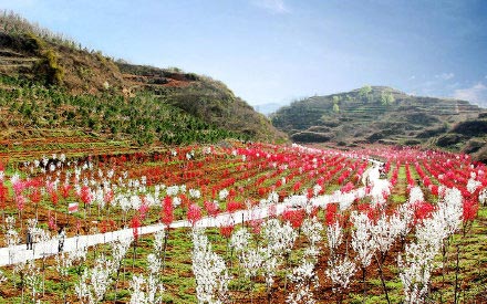 镜观陇原丨徽县：花映高坪别样红