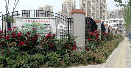 阜阳市30余处“花墙”，拍照好去处