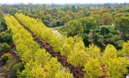 传统枫叶不稀奇，这种花叶三角枫你见过吗？