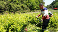 湖南销毁假冒伪劣油茶苗木6000多万株