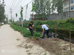 新蔡县棠村镇发挥驻村帮扶作用 助推造林绿化工作