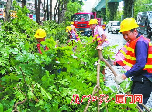 市市政园林局：政企携手 快速清理绿化折枝