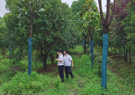 松江区做好林业植物产地检疫工作