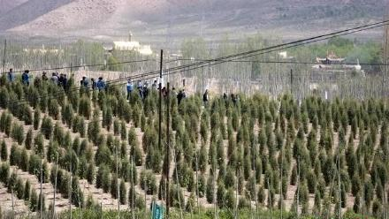中国太保助力三江源生态保护 获颁青海省国土绿化特别贡献奖