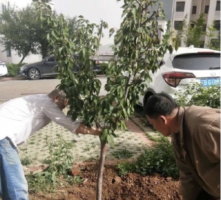 “创造绿色未来”主题植树活动