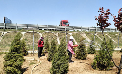 淄博市周村区全面加强绿化苗木管护