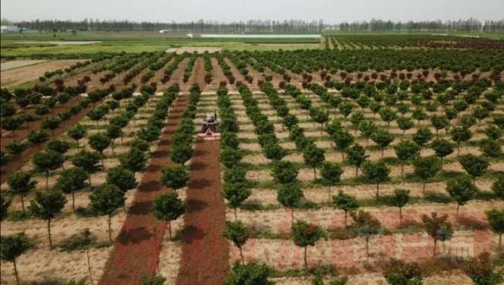 林荫碧海，苗木成林！罗山廊道绿化建设绘制美丽新画卷