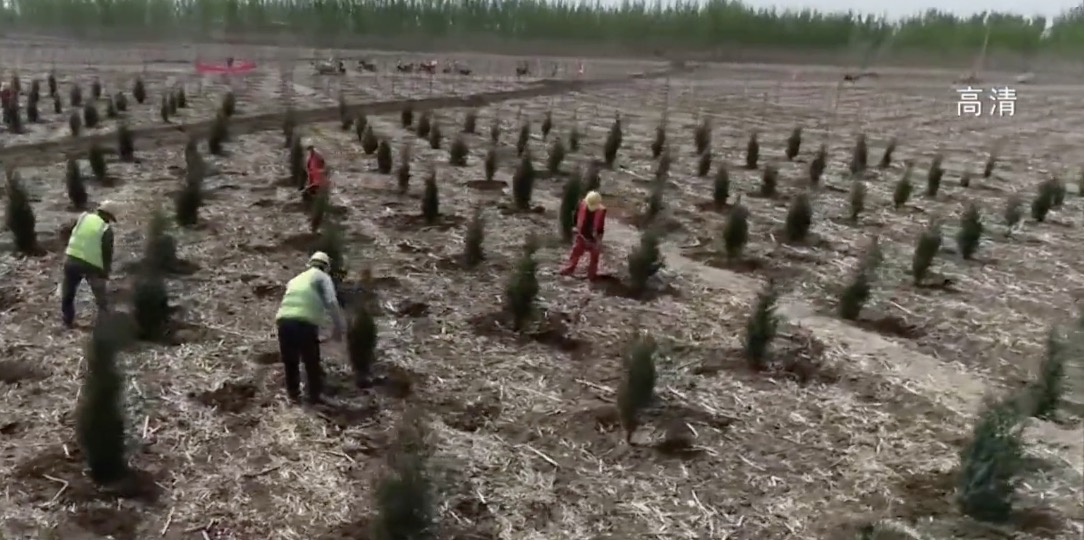 雄安新区计划本月底完成“千年秀林”春季栽植施工任务