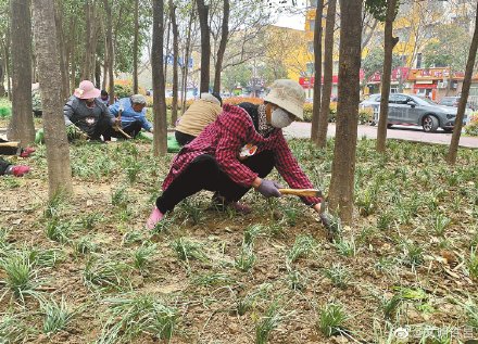 近期东城区市政部门对学院路、学府街等6条道路两侧的林地植被进行细化完善