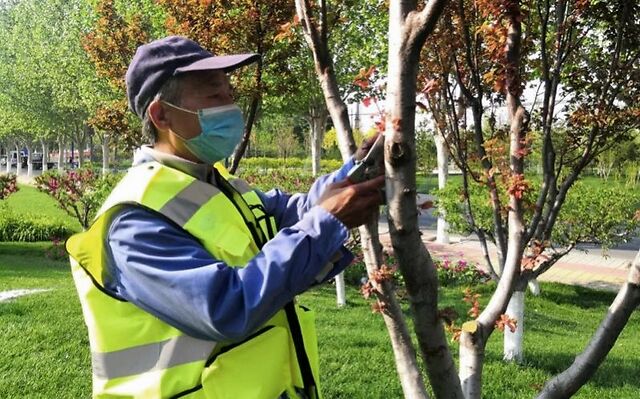 劳动节也没闲着 大兴安定镇绿化工人忙着养护绿地