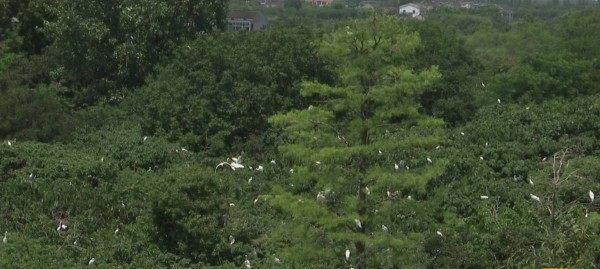 在常州有一位“鸟爸”闵浩焕，32年为鸟儿搭建一方生态乐园
