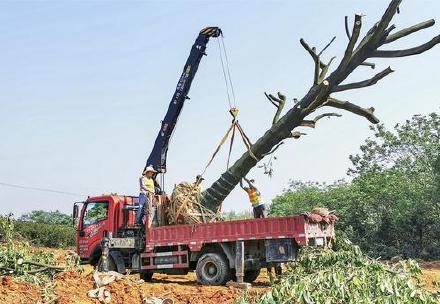 杭金衢高速98亩珍贵苗木“喜迁新居”