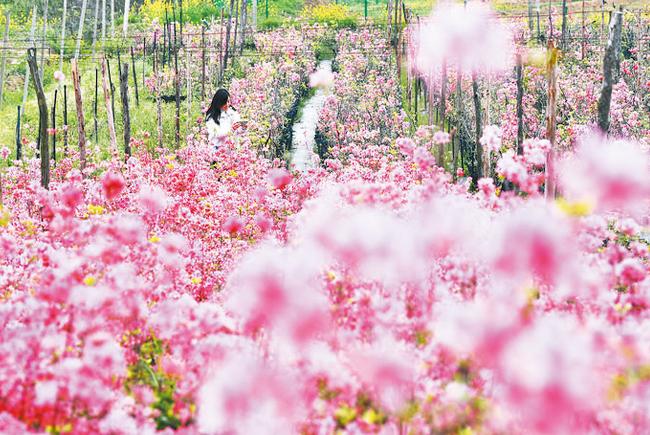 映山红花正艳