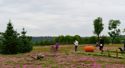 孟夏，在宁县与百花相遇