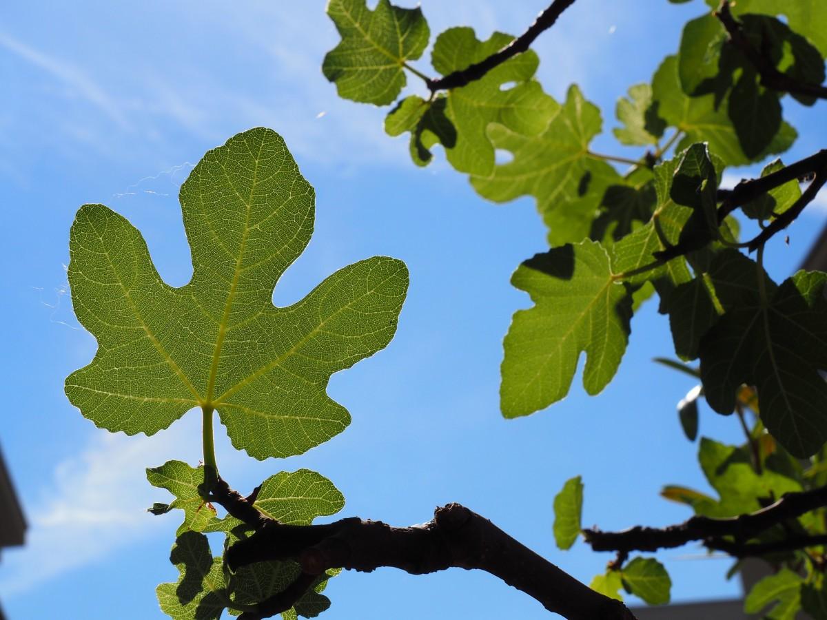 敖汉公安积极参加全旗义务植树活动