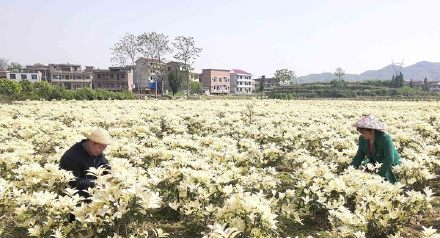 新邵县寸石镇苗木花卉基地盛开致富花