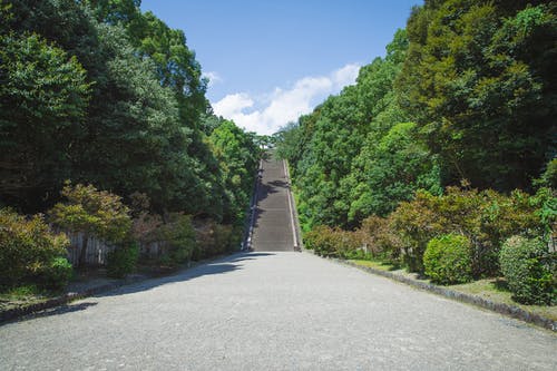 嘉松南路景观大道绿化提升工程启动 预计6月底竣工